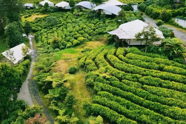 Kebun Teh Walini Kebun Teh Walini